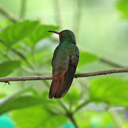 Rufous-tailed Hummingbird